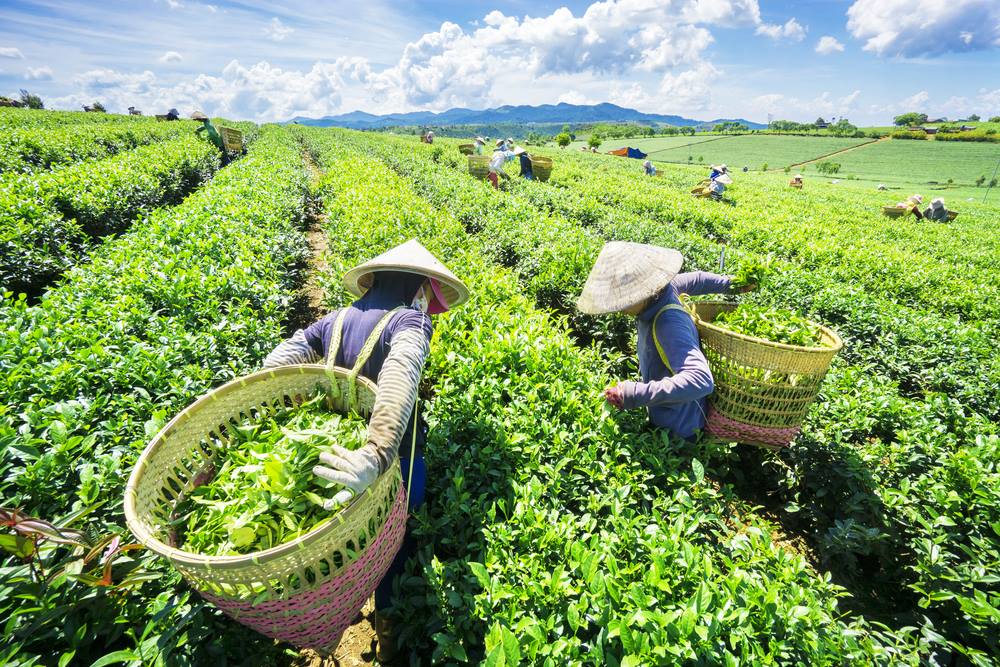 Tham quan đồi chè Thái Nguyên