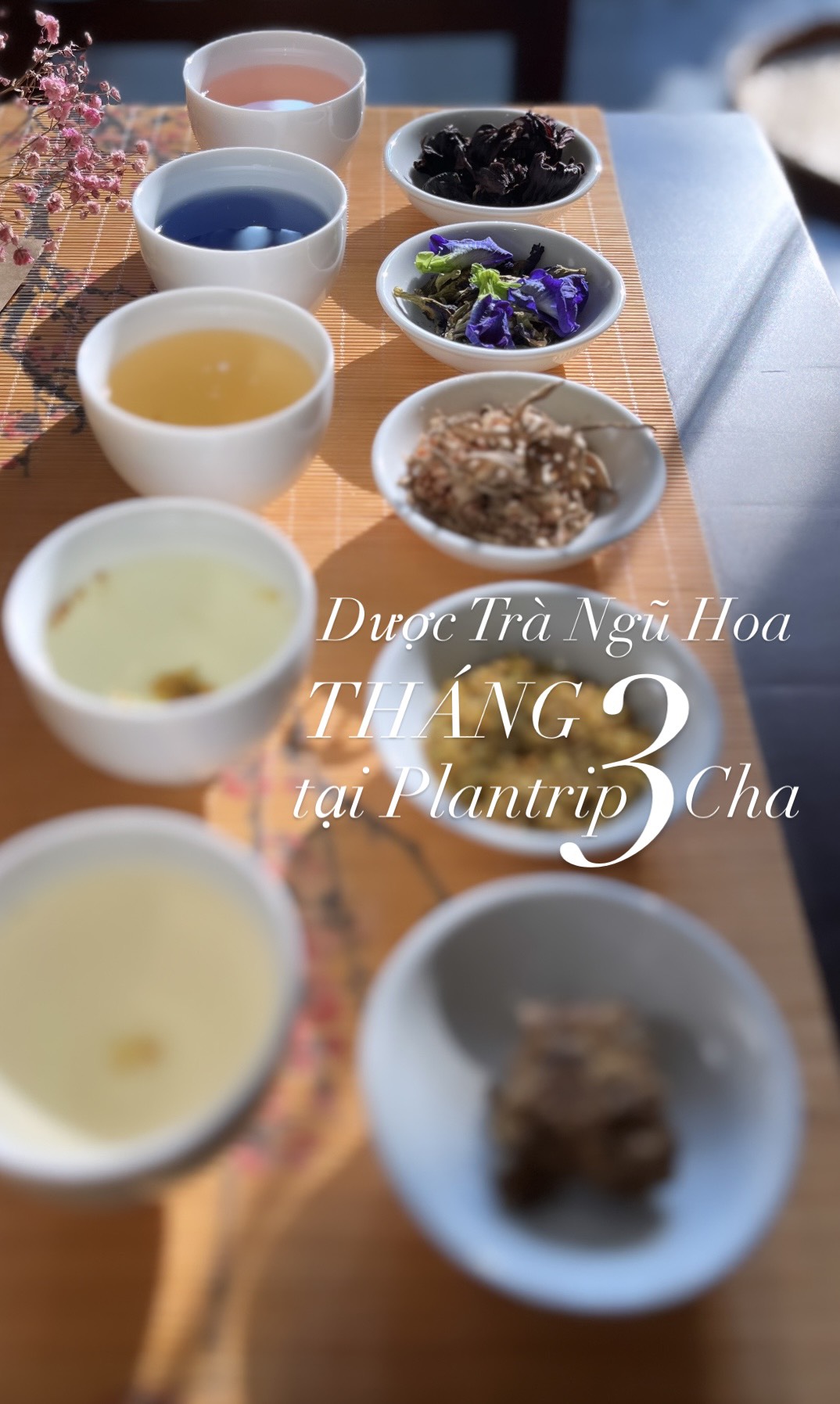 Set Dược Trà - Ngũ Hoa đượm hương, thấm vị, tốt cho sức khỏe của Plantrip Cha