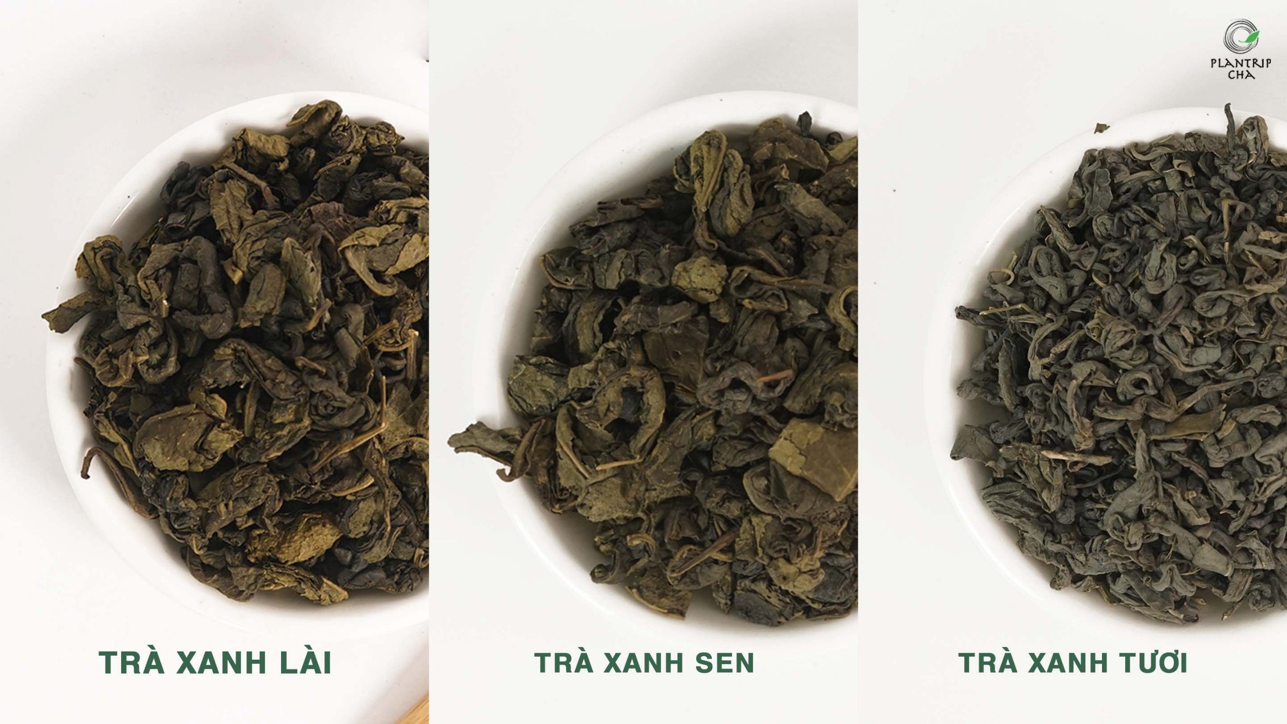 Các loại trà xanh phổ biến trong pha chế: Trà Xanh Lài AT , Trà Xanh Sen, Trà Xanh Tươi.
