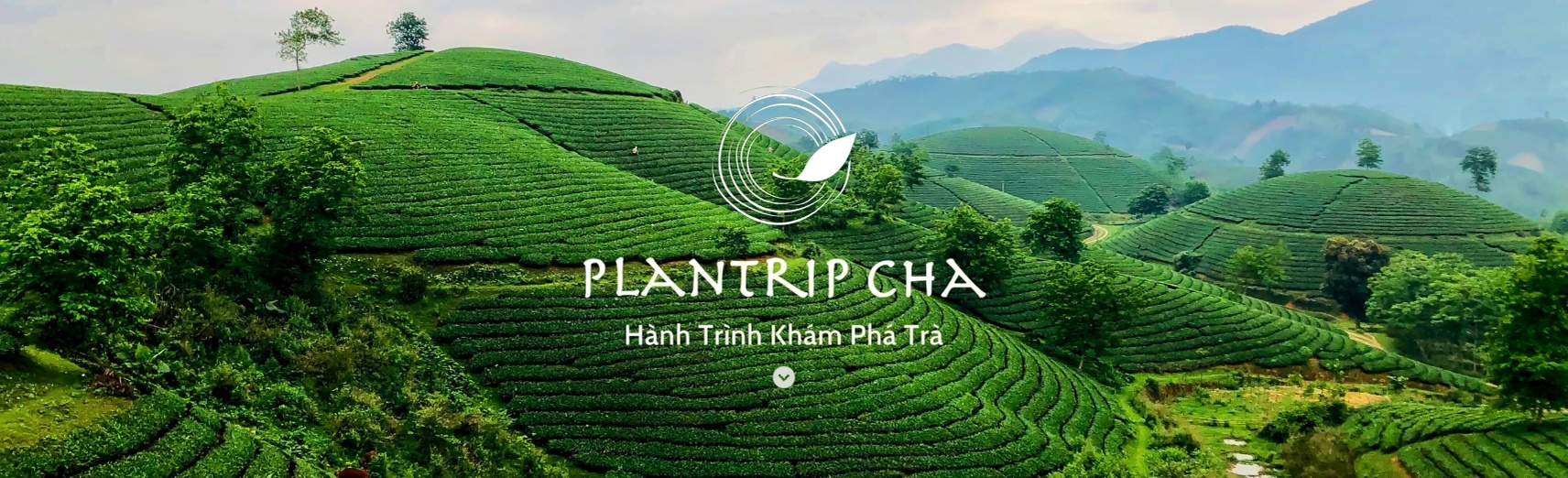 Plantrip Cha
