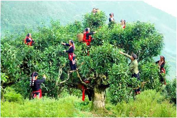 chè san tuyết Suối Giàng