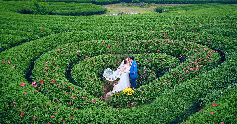 Đồi chè trái tim Mộc Châu Sơn La