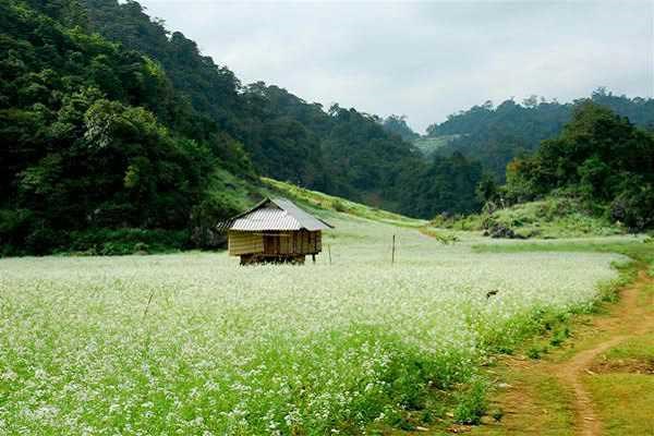 Hoa cải trắng Mộc Châu