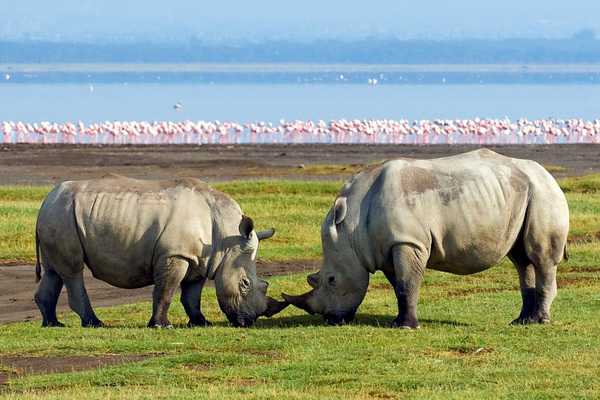 Công viên quốc gia Hồ Nakuru