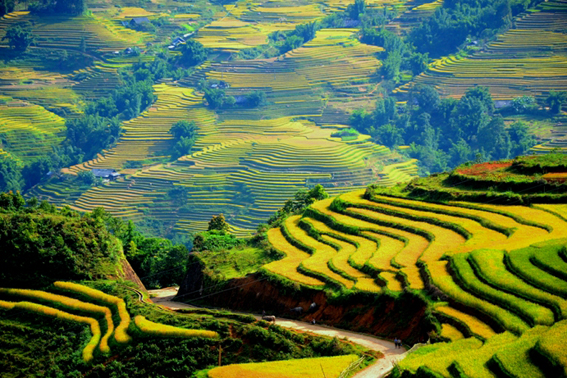 ruộng bậc thang Sapa