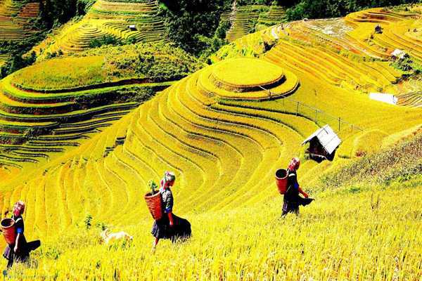 Mù Cang Chải - Yên Bái