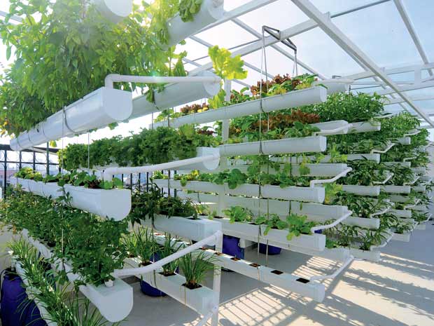 tạo không gian trồng rau xanh