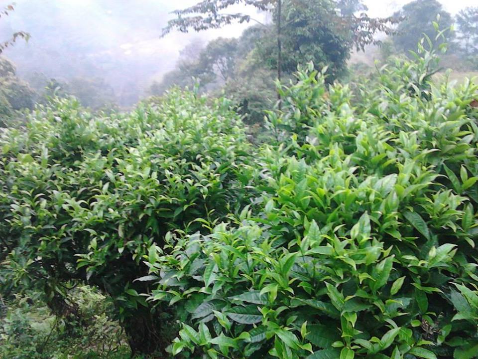 11896111 1622770747940404 2179362625349023386 n