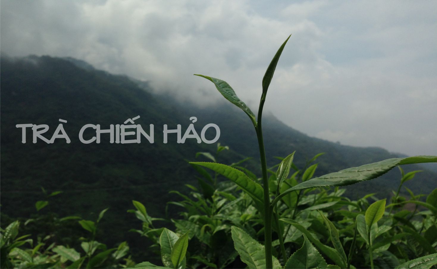 Thơm ngon trà shan tuyết vụ Xuân 2022 1 Trà shan tuyết Xuân trên Hoàng Su Phì