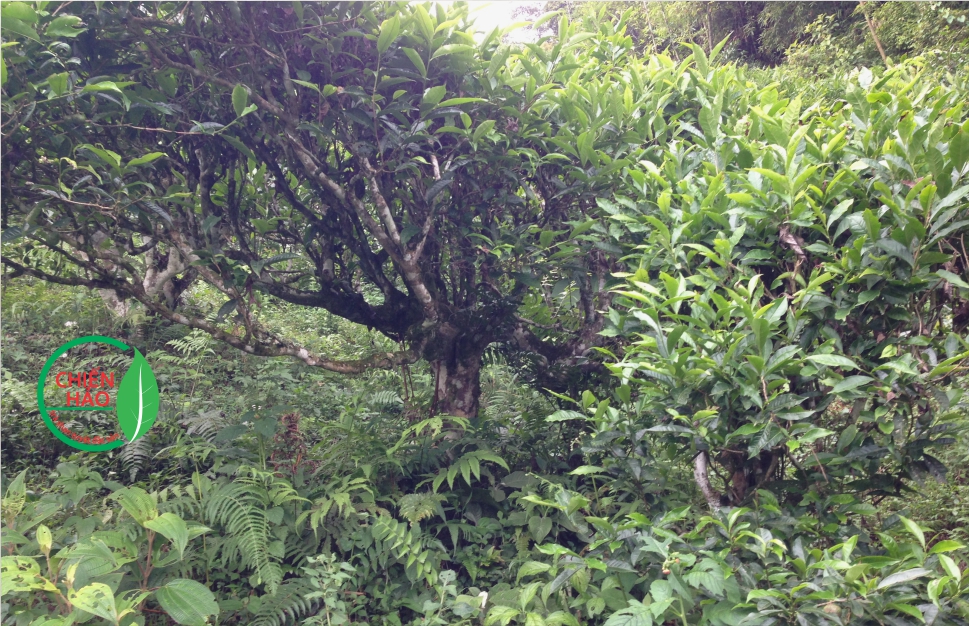 cay tra co thu 39564de1 e858 471a b870 eae2bd40b029