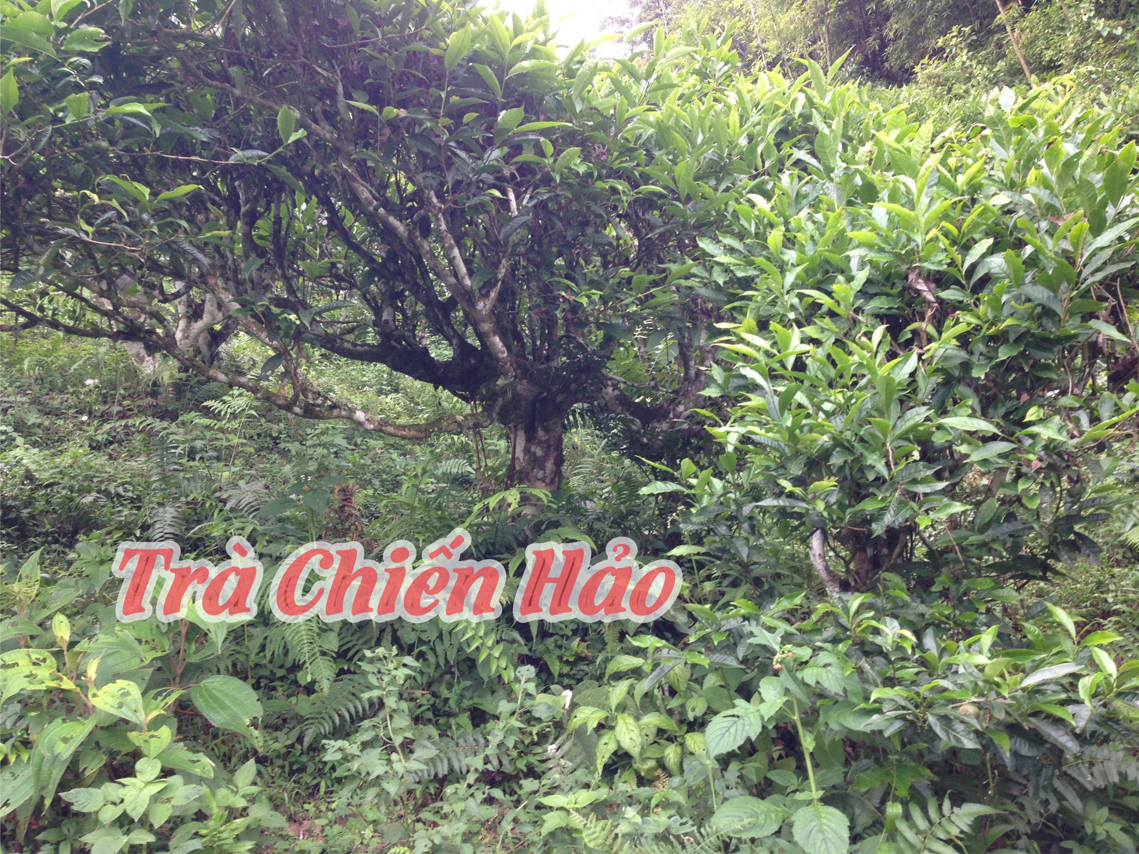 cây trà cổ thụ tại Hoàng Su Phì Hà Giang