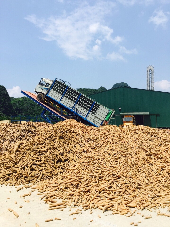 Kế hoạch xuất khẩu 3 vạn tấn tinh bột sắn năm 2016