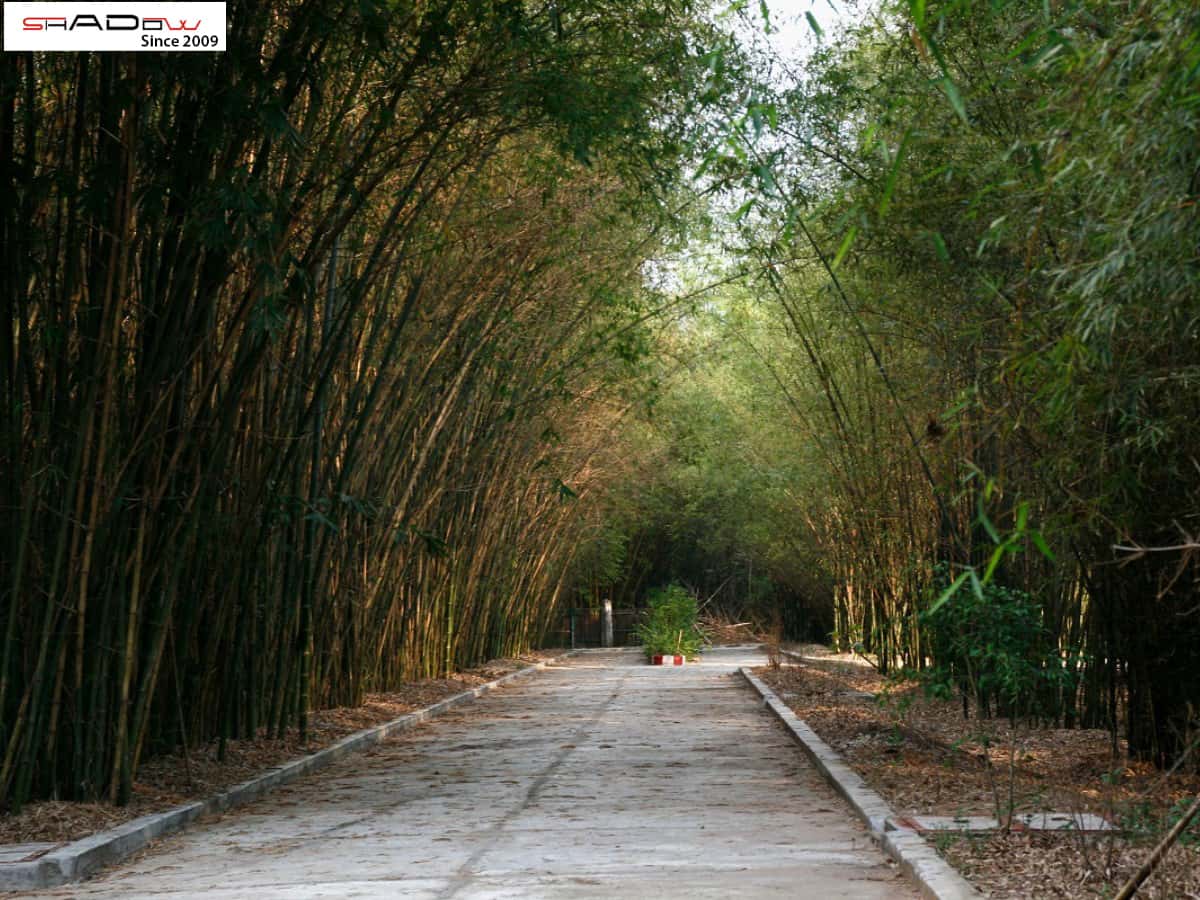 Cắm trại Đồng Nai ở Làng tre Phú An