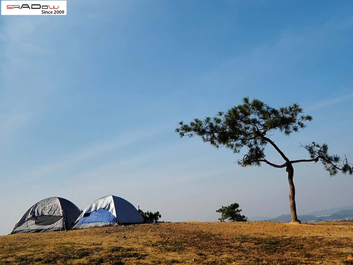 camping đà lạt tại Suối vàng, cây thông cô đơn