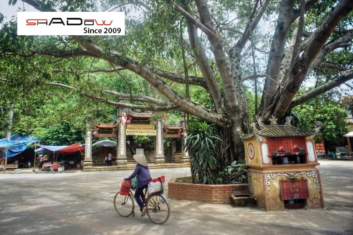 Đạp xe quanh chùa Tây Phương