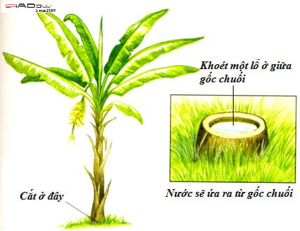 Lấy nước từ gốc cây chuối cũng là một kỹ năng sinh tồn trong rừng hiệu quả