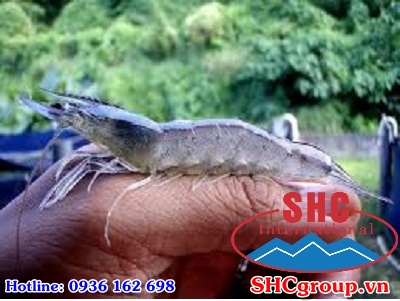 Nuôi tôm tiêu chuẩn qua 3 giai đoạn