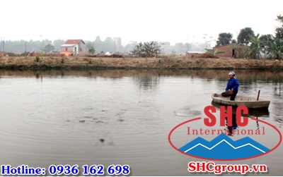 Tin tức gia cầm, thủy sản sau Tết Đinh Dậu