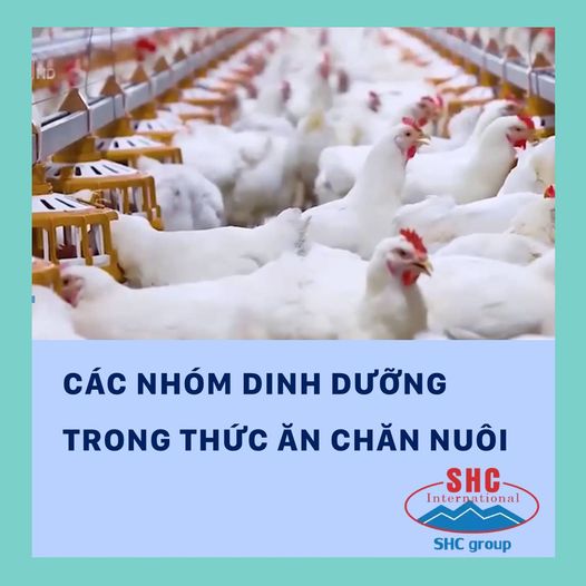 CÁC NHÓM DINH DƯỠNG TRONG THỨC ĂN CHĂN NUÔI