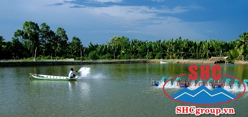 Hiện tượng bệnh đốm trắng trên tôm nuôi