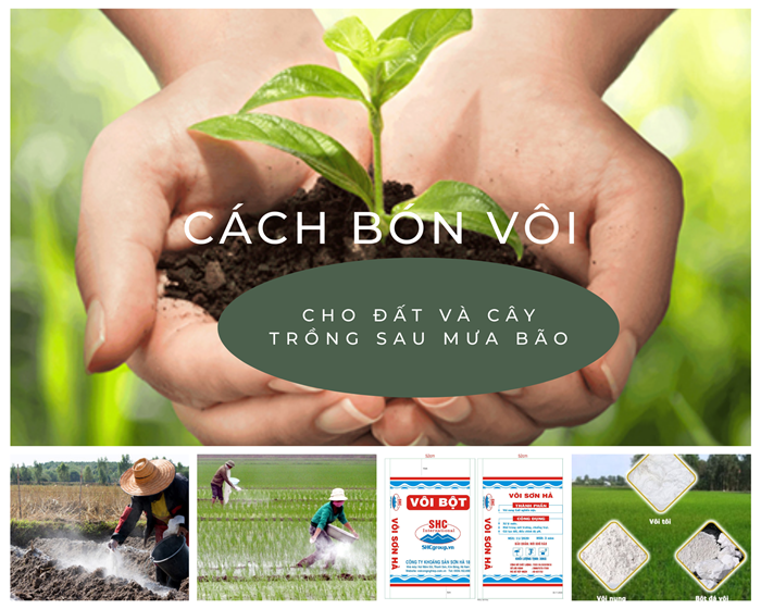 CÁCH BÓN VÔI CẢI TẠO ĐẤT SAU BÃO