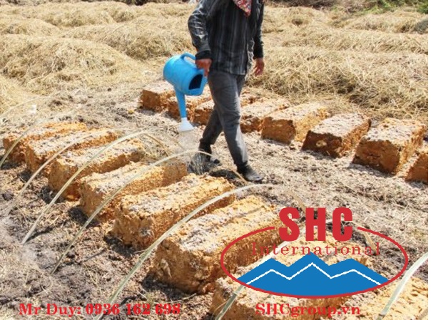 Phương pháp kỹ thuật nâng cao năng suất nấm rơm 