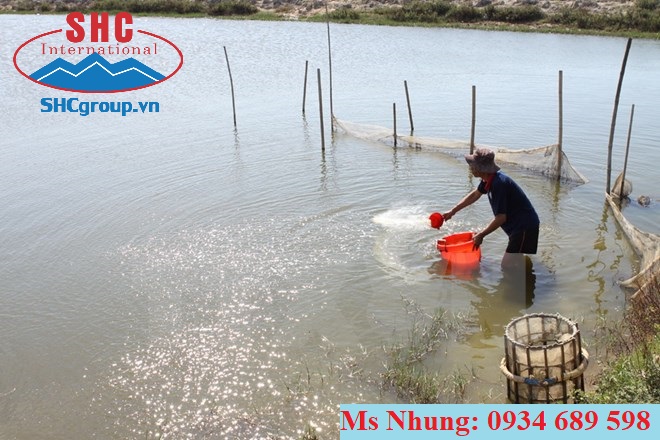TÁC DỤNG CỦA VÔI TRONG CẢI TẠO AO NUÔI