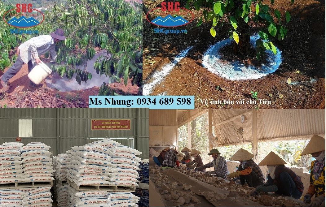 CÁCH BÓN VÔI CHO CÂY CÀ PHÊ, HỒ TIÊU, CÂY ĂN QUẢ