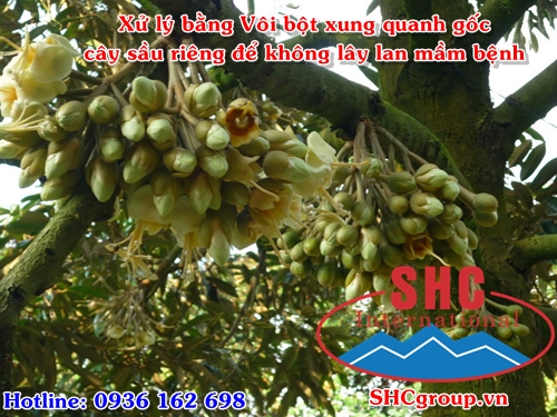 Sầu riêng chết hàng loạt gây thiệt hại cho nông dân