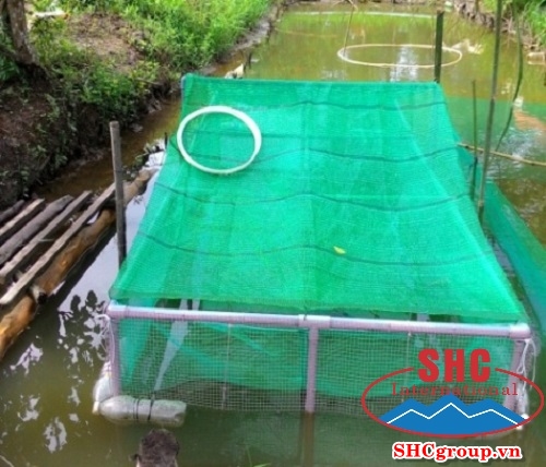 Kỹ thuật nuôi lươn thương phẩm trong lồng đặt trong ao đất hiệu quả