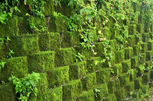 PHƯƠNG PHÁP TẨY RONG RÊU BẰNG VÔI BỘT