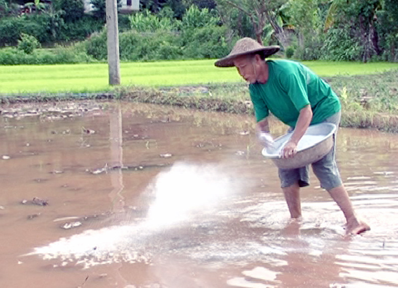 Nguyên nhân làm cho đất chua, tác hại và biện pháp khắc phục