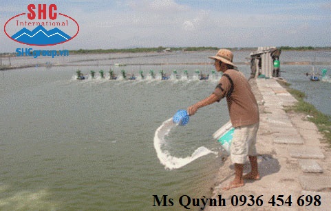 HƯỚNG DẪN CÁCH SỬ DỤNG VÔI TRONG THỦY SẢN