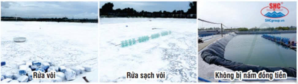 Bí quyết chuẩn bị ao nuôi tôm