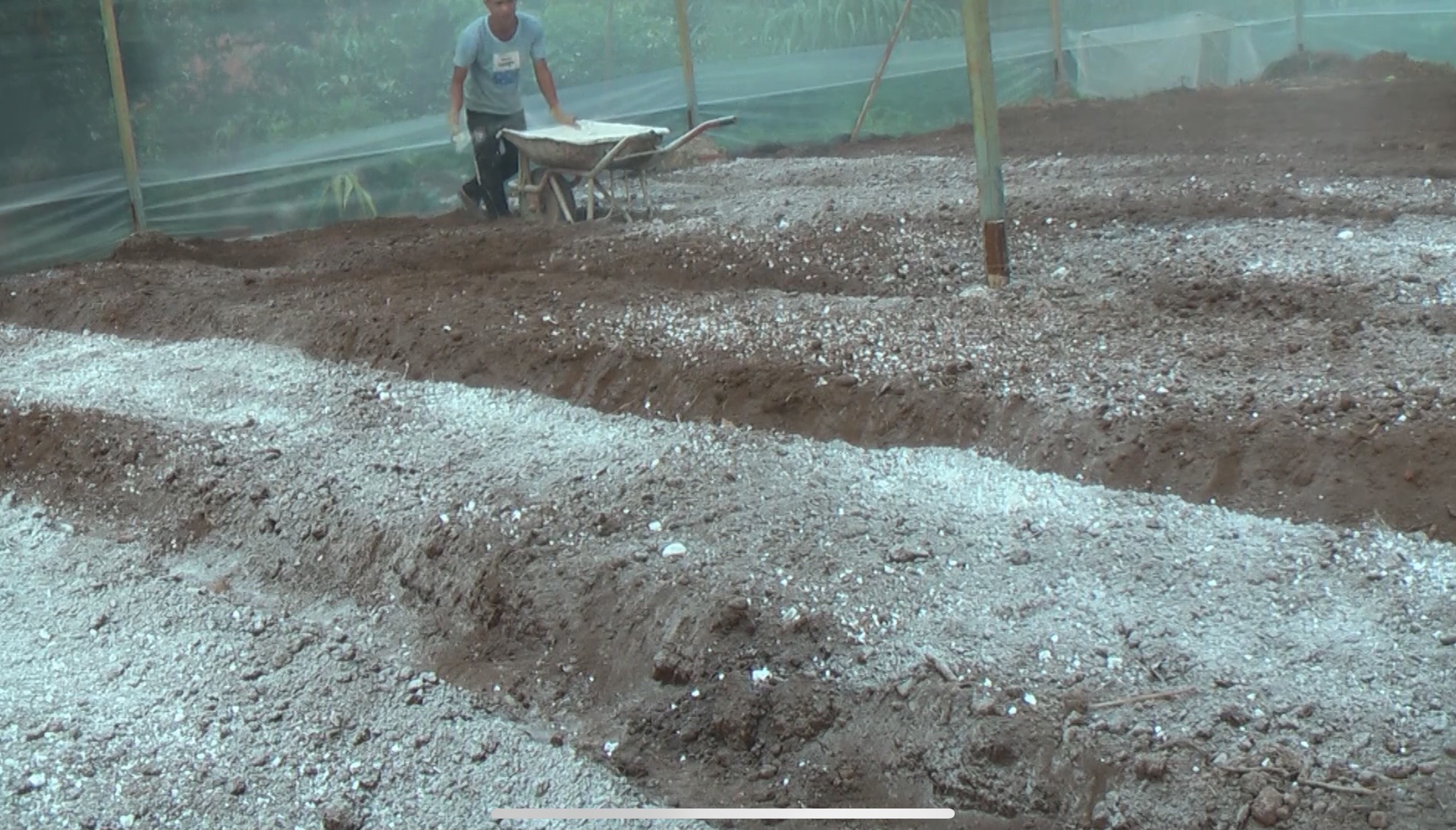 5 TÁC DỤNG CỦA VÔI BỘT NÔNG NGHIỆP - SHCgroup