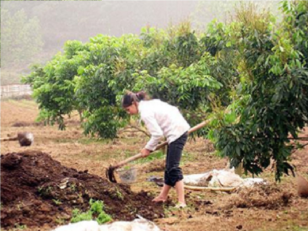 dùng vôi cải tạo đất trồng nhãn