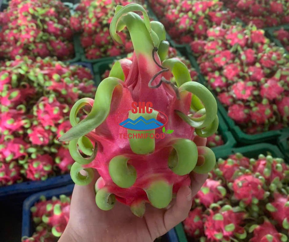 Red Dragon Fruit