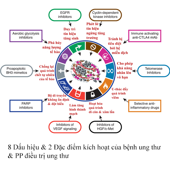 Thêm nghiên cứu về liệu pháp hỗ trợ ngăn ngừa, điều trị ung thư từ thiên nhiên