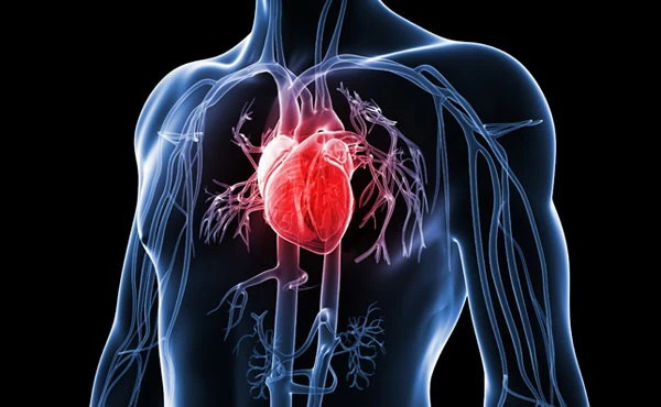 Lâm sàng Hồng Sâm RG3 giúp ngăn ngừa bệnh tim mạch