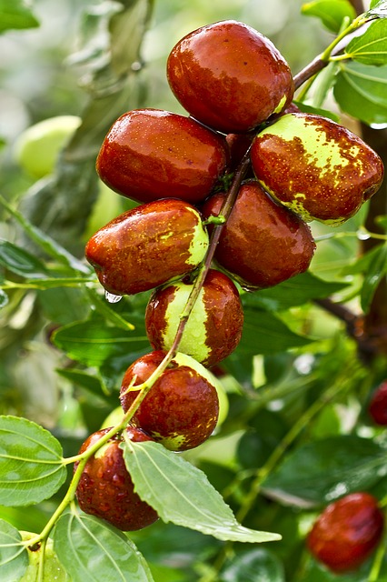 táo tàu hàn quốc