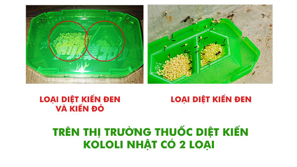 thuốc diệt kiến tận gốc