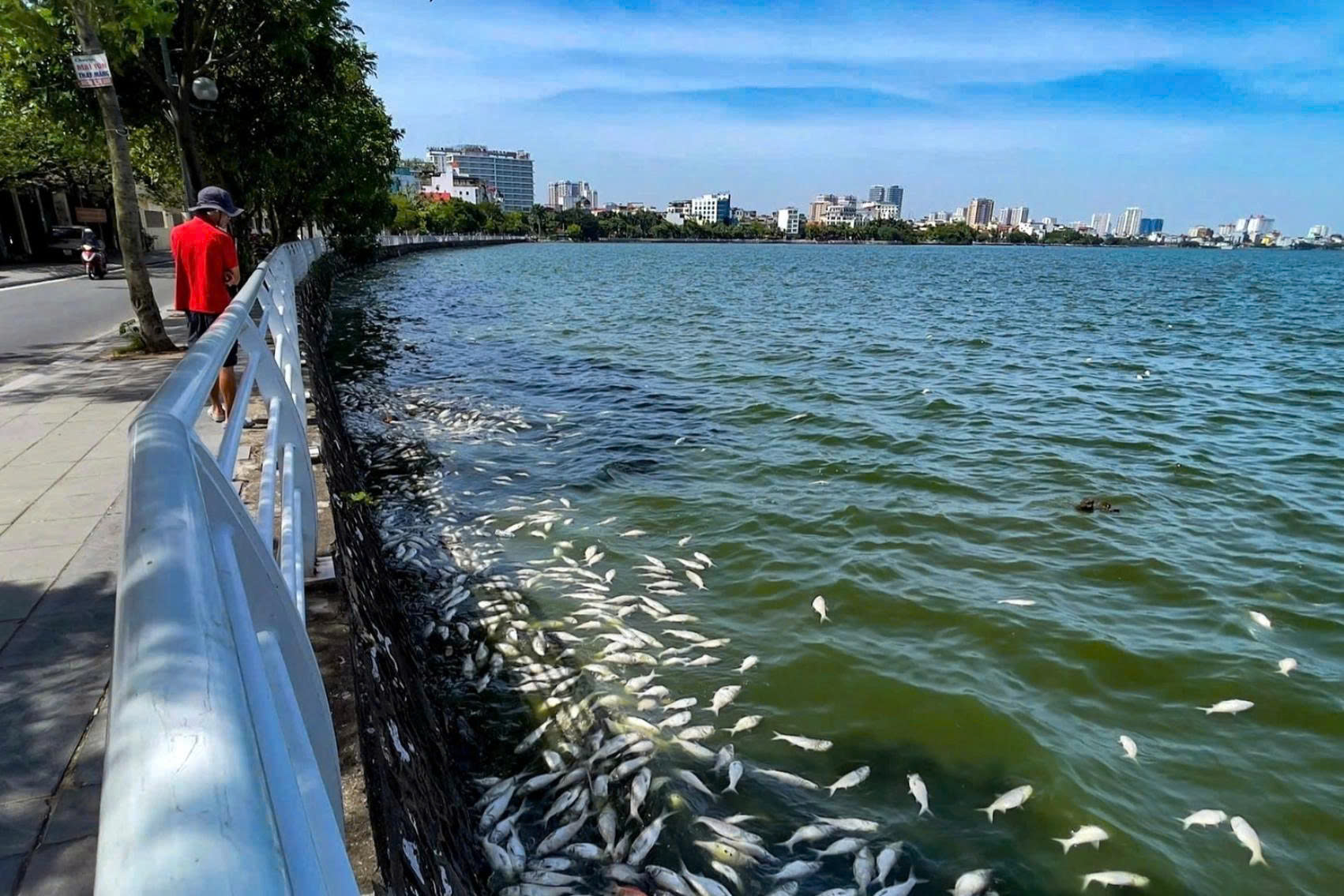Cá chết ở Hồ Tây - Thiếu ô xy do chất thải đổ xuống hồ quá nhiều!