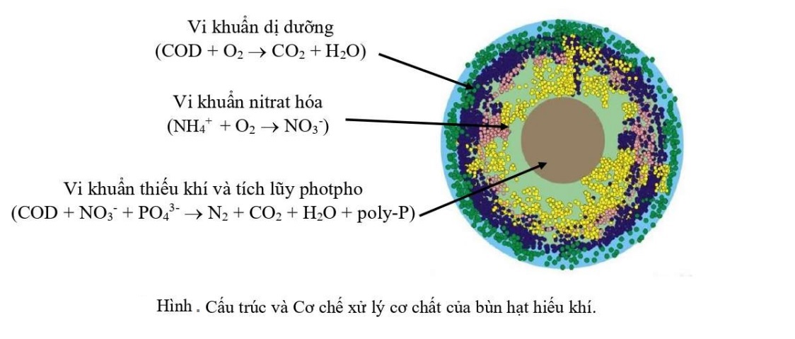 Vi sinh xử lý nước thải – Giải pháp xanh giúp hệ thống vận hành ổn định và tiết kiệm chi phí