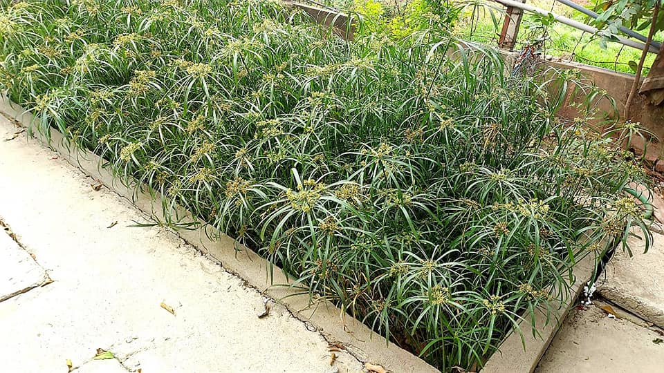 Bãi lọc ngầm vinacee  