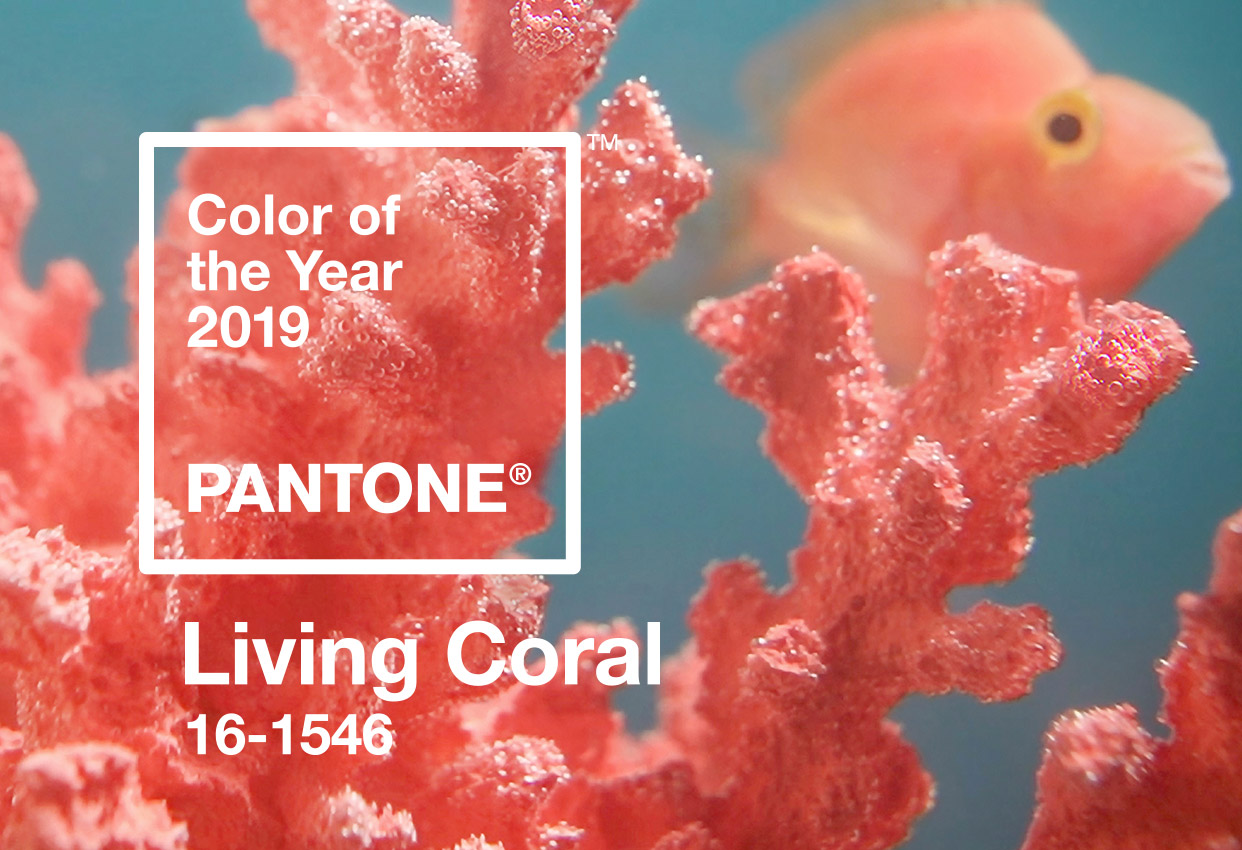 Living Coral (cam san hô) là màu sắc của năm 2019
