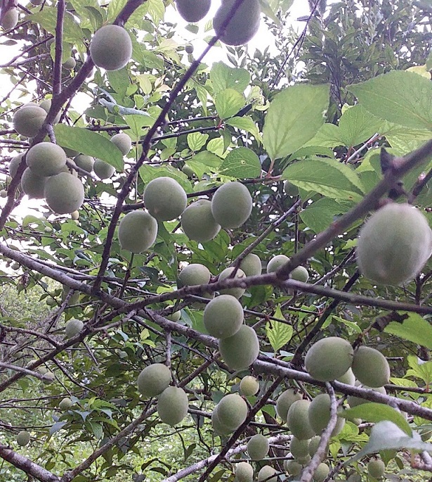 GREEN PLUMS