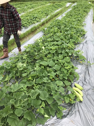 CULTIVATION OF WHITE MELON