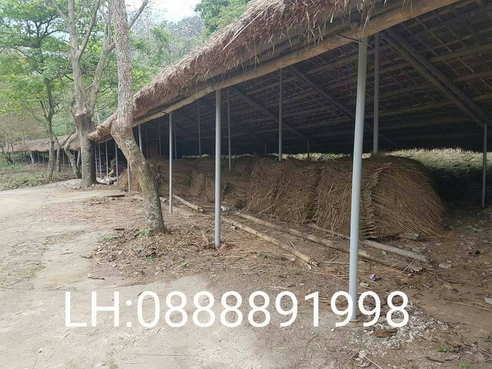 CỎ TRANH, LÁ CỌ ,LỢP NHÀ