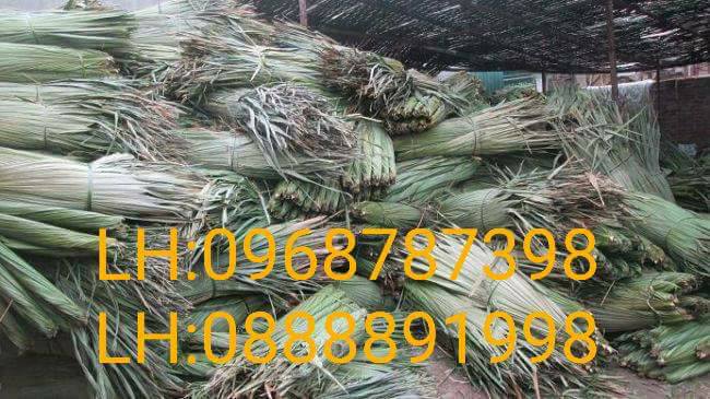 lá cọ giá rẻ nhất + cung cấp lá cọ lá gồi + lá cọ số lượng lớn uy tín chất lượng