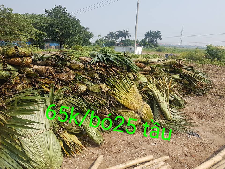 cung cấp lá cọ số lượng lớn + giá rẻ + thi công nhà tre ốp tre trúc